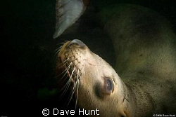 Sea lion, Hornby Island BC  by Dave Hunt 